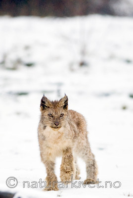BB 12 0017 / Lynx lynx / Gaupe